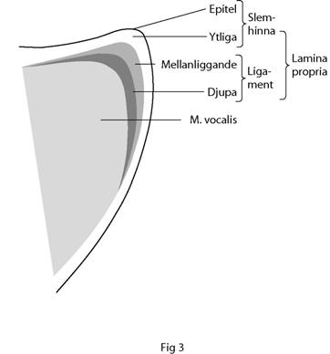 Stämbanden är uppbyggda av flera vävnadslager (se figur 3) som gör dem mycket lämpliga för vibrationer (Hirano, 1974).