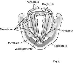 Vid utandningen aktiveras utandningsmusklerna i buken (rectus abdominis), i bröstkorgen (inre interkostalmusklerna) och även i ryggen (latissimus dorsi).