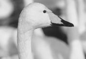Kortfattat innehåll Fotografering