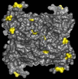 Från utveckling till CE-märkt produkt Biotinylated Anti