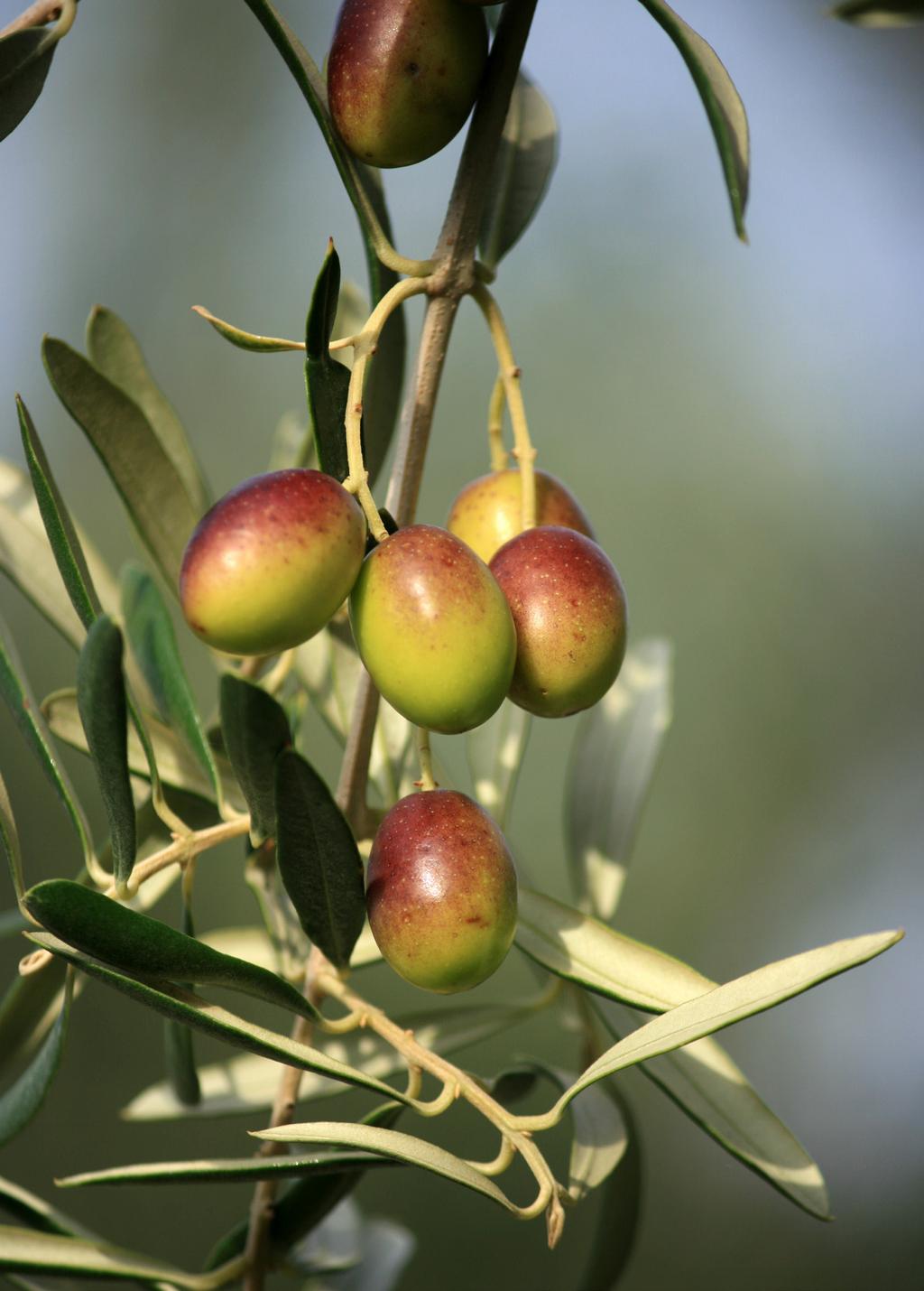 Kultur och natur i Kroatien Följ med på vår underbara vandringsresa i magiskt vackra Makarska.