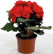 10,5 cm  pris,