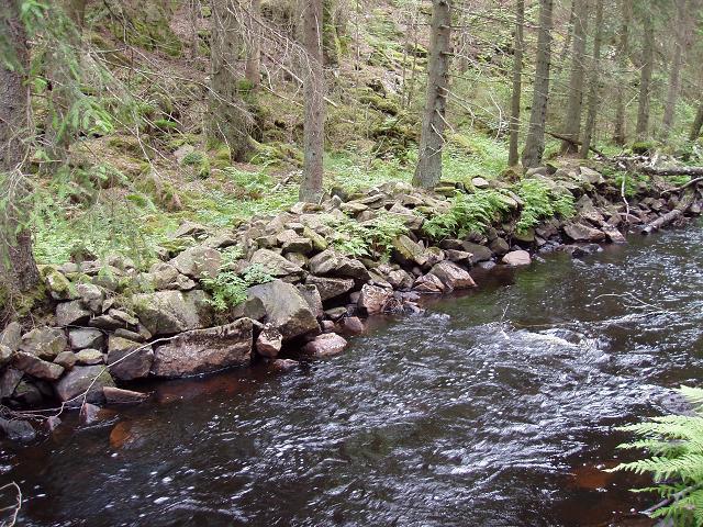 Foto 7. Exempel på kraftig rensning i Ljungaån Förbättringar av skyddszoner Hälften av skogsmarken utefter stränderna kantas av en smal eller obefintlig skyddszon.