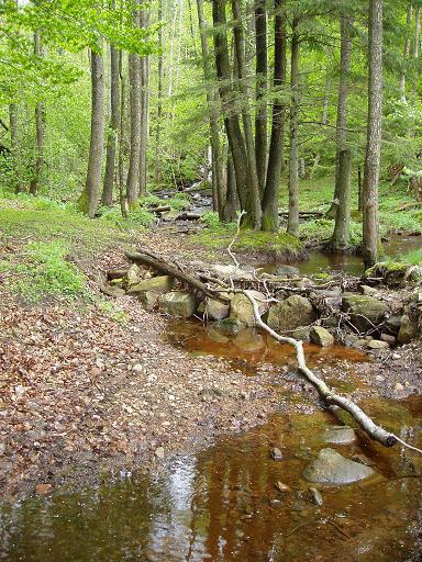 Foto 21. Vattenbiotop i Sågebäcken. Förbättringar av skyddszoner Cirka 70 % av skogsmarken utefter stränderna kantas av en 3-10 meter bred skyddszon.