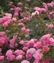 De har sitt ursprung i moderna rosor som korsats med sorter som valts ut