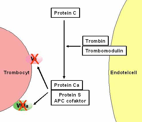 Figur 9. Inaktivering av koagulationsfaktorer av Protein C.