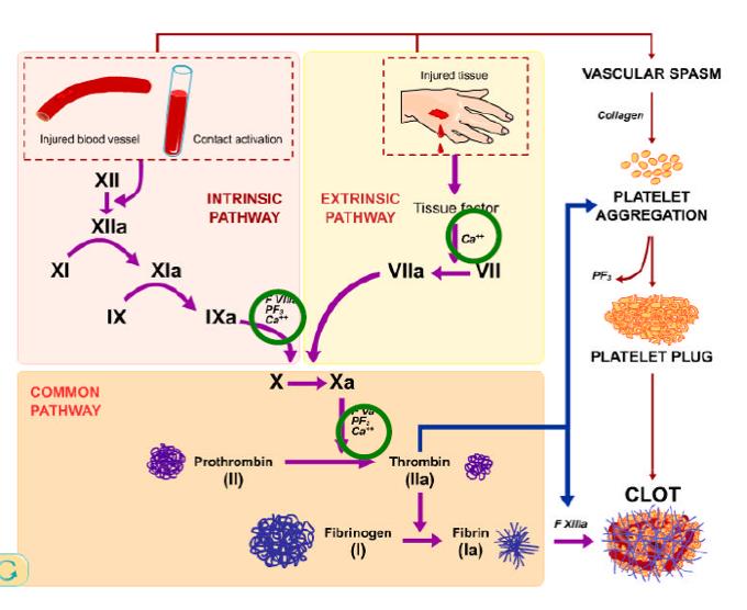 Role of calcium in