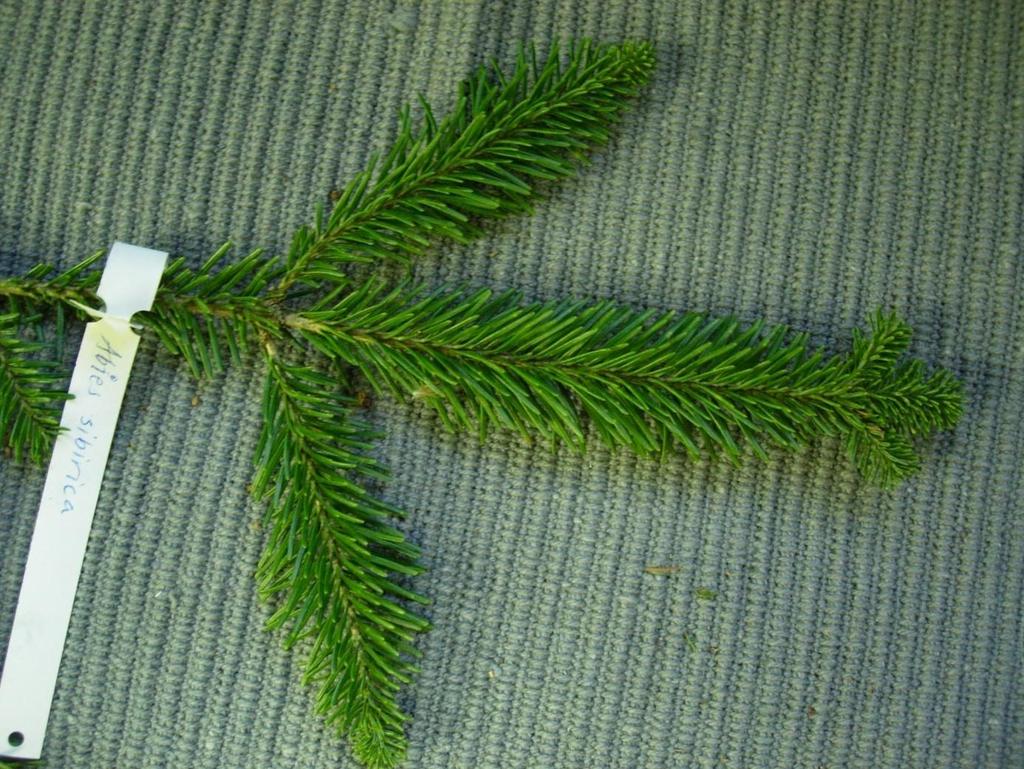 Abies sibirica 3 Pichtagran Siperianpihta Ett högt och smalt träd med ganska korta grenar och rak stam.