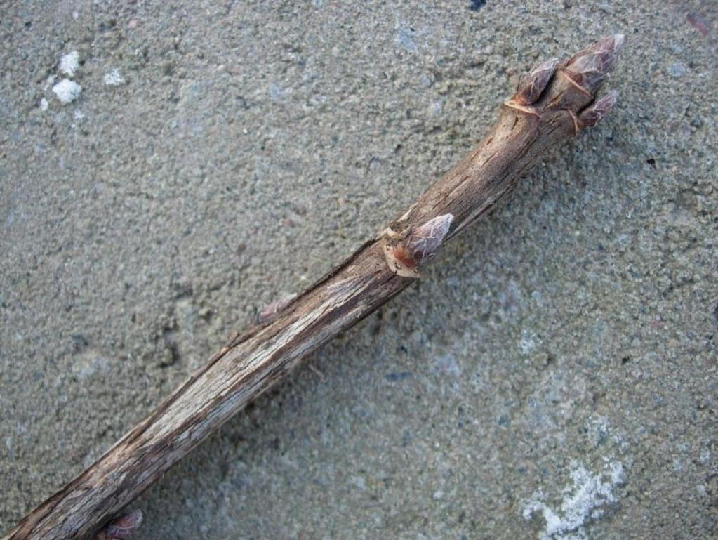 Ribes Rubrum-gruppen 90 Röda och vita vinbär Puna-