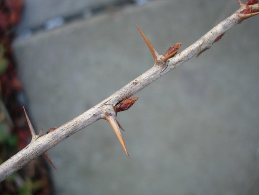 Ribes UVA-crispa-gruppen 91