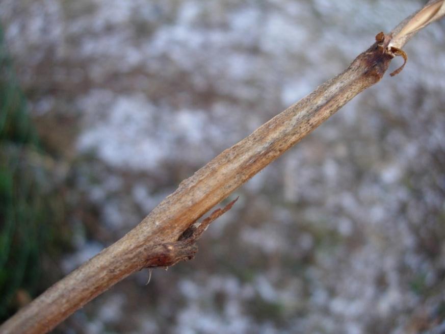 Rubus odoratus 93 Rosenhallon