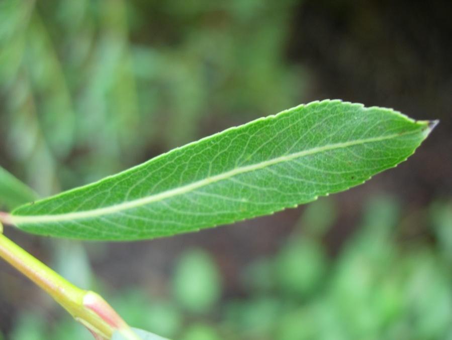 Salix purpurea 94 Rödvide Punapaju En buske med smala vidjelika