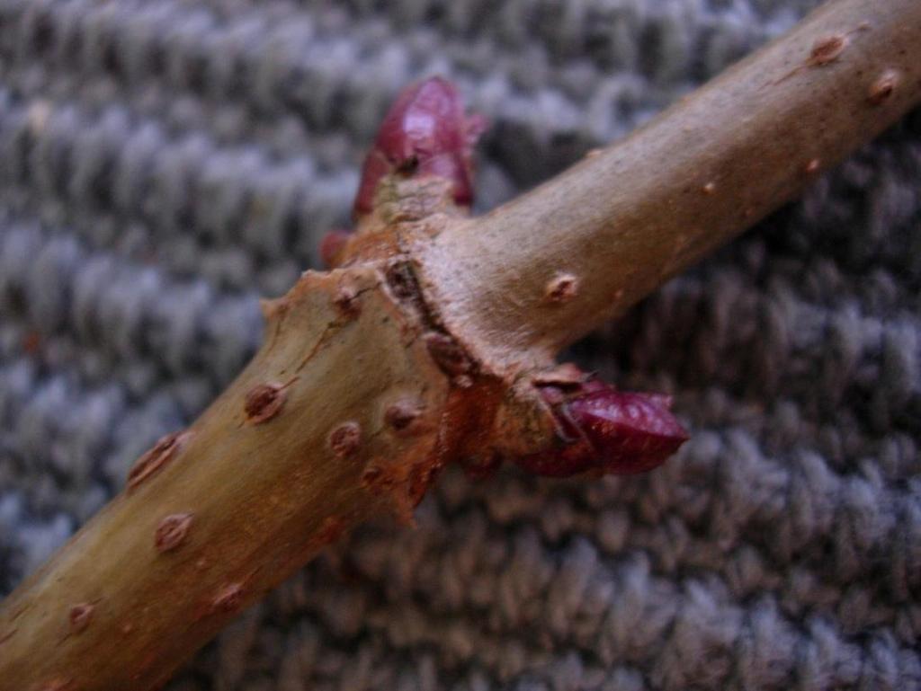 Sambucus nigra 96 Fläder Mustaselja Knopparna är stora och parvis