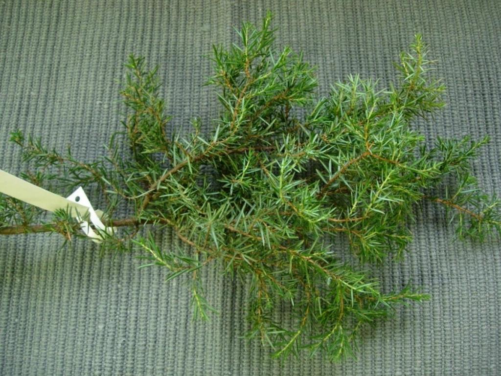 Juniperus communis 4 En Kataja