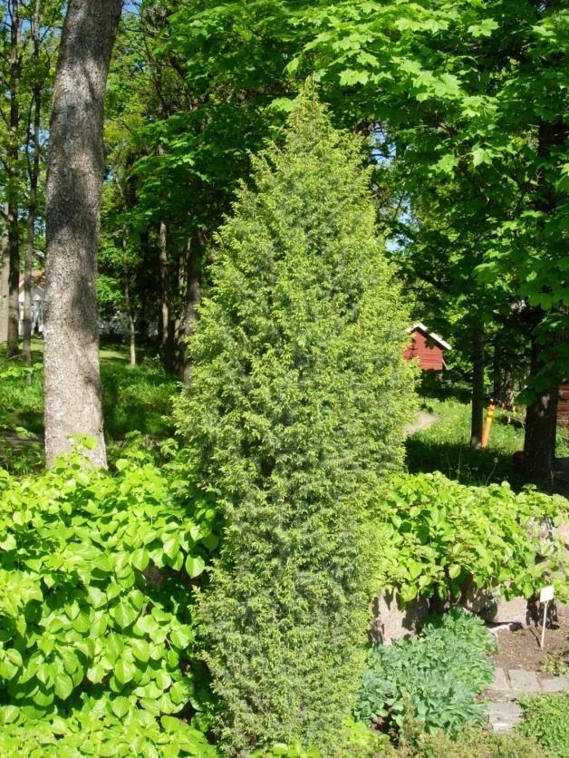 Barren är korta, vassa,