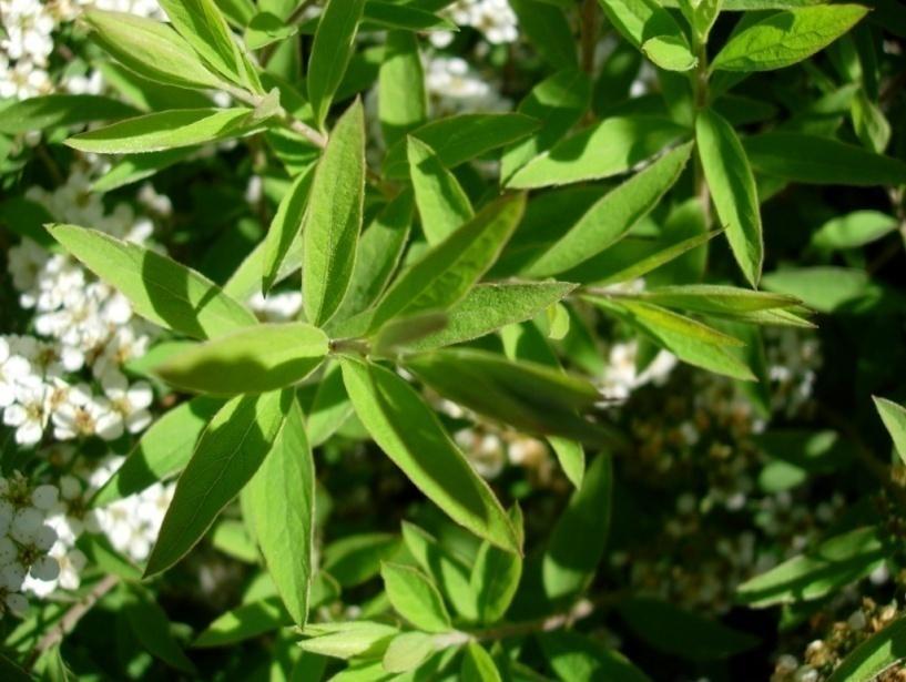 Spiraea Grefsheim 102 Hybridspirea