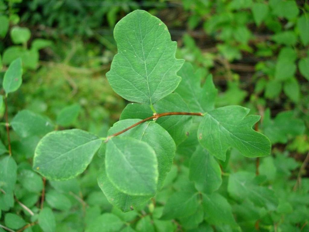 Symphoricarpos albus var.