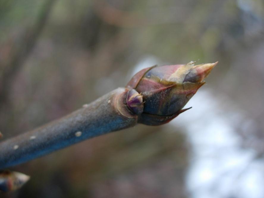 Syringa x henryi 108 Norrlandssyren Puistosyreeni Vinterskotten