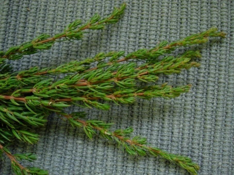 Juniperus communis