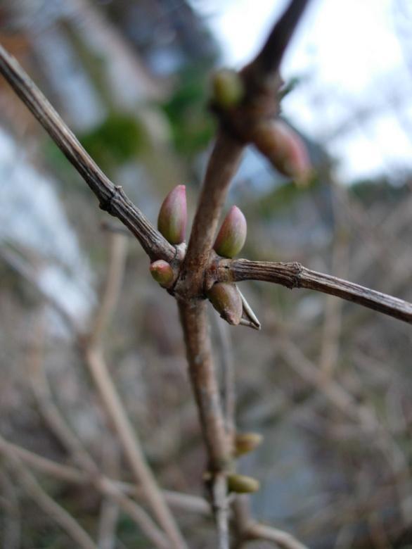 Viburnum opulus Pohjan Neito 110 Snöbollsbuske Lumipalloheisi