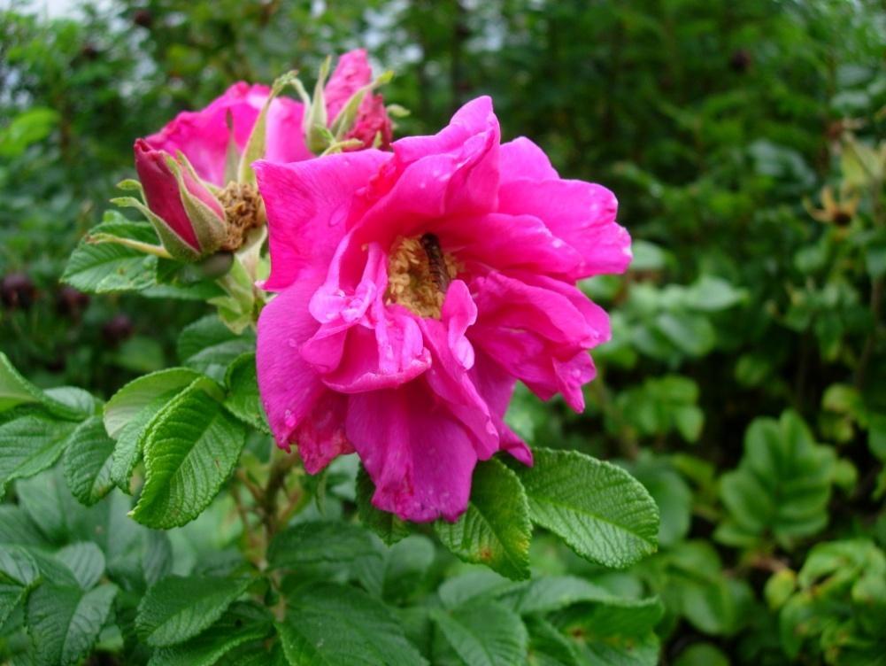 Rosa Rugosa-gruppen Hansa 116 Rugosaros Tarhakurtturuusu Rugosarosens vinterskott,