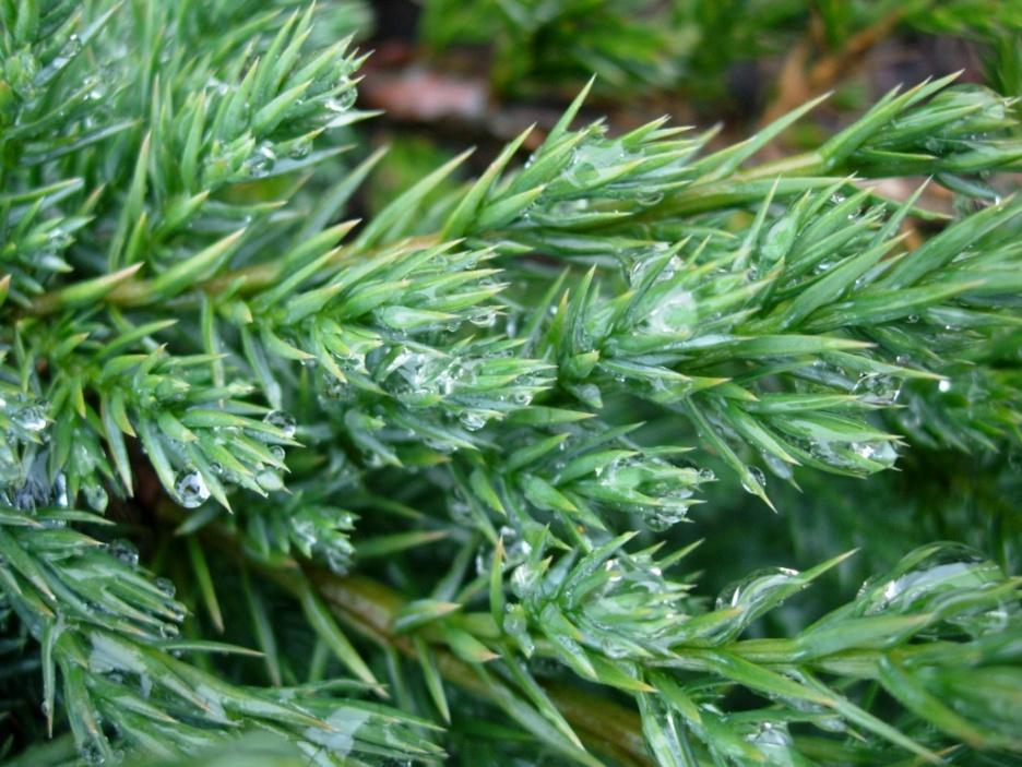 Juniperus squamata Blue Carpet 6