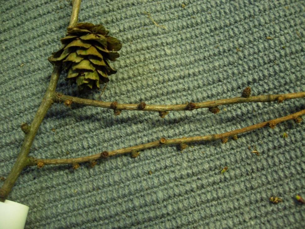 Larix decidua och Larix sibirica 7 Europeisk lärk och sibirisk lärk Euroopanlehtikuusi, siperianlehtikuusi