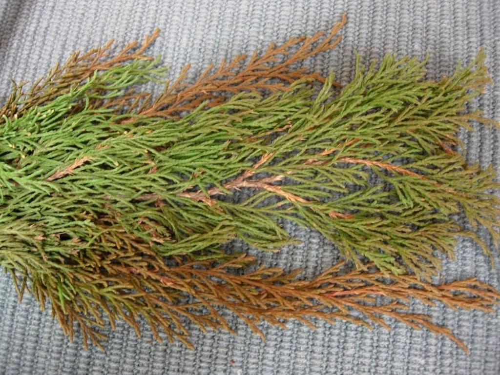 Microbiota decussata 8 Kryptuja Tuivio Kryptujan skiljer sig från tujan i det att den har ett krypande växtsätt, får en brunare färg till vintern, har spetsigare fjäll och