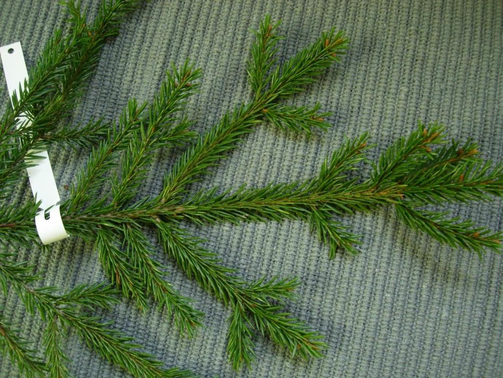 Picea abies 9 Gran Metsäkuusi De 1 2 cm långa barren växer så att de