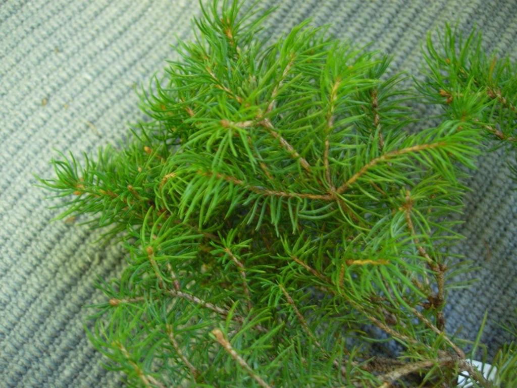Picea glauca Conica 10 Sockertoppsgran Kartiovalkokuusi En