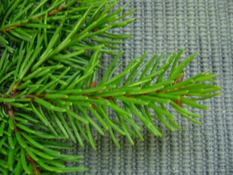 Picea omorika 11 Serbgran Serbiankuusi En gran med smalt växtsätt.
