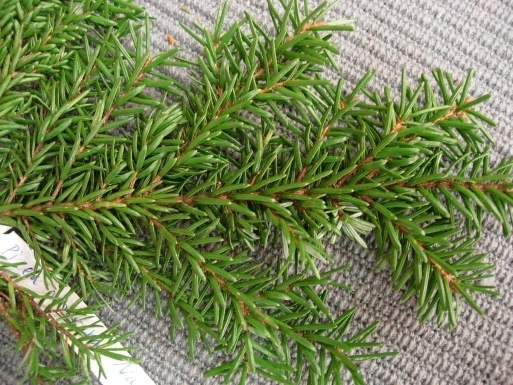 Picea omorika Nana 12 Liten serbgran