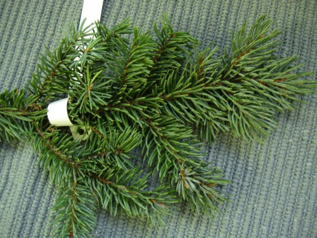 Picea pungens Glauca 13 Blågran Hopeakuusi