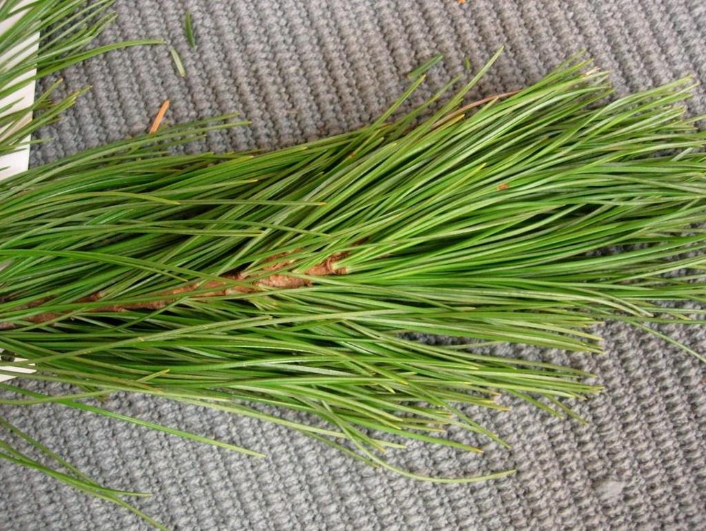 Pinus cembra 14 Cembratall