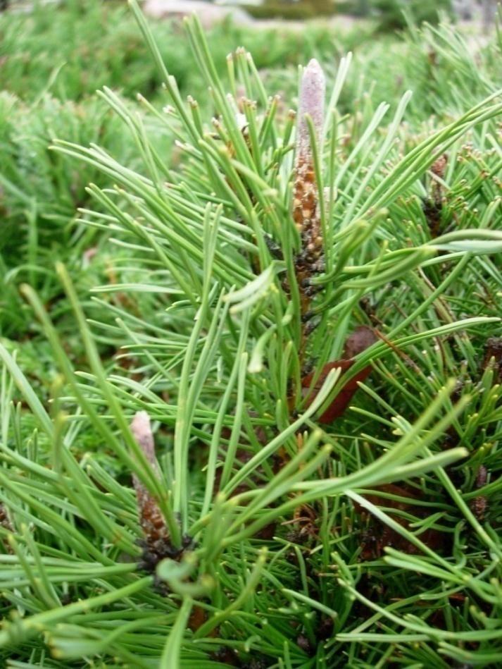 Pinus mugo Pumilio 15 Dvärgbergtall