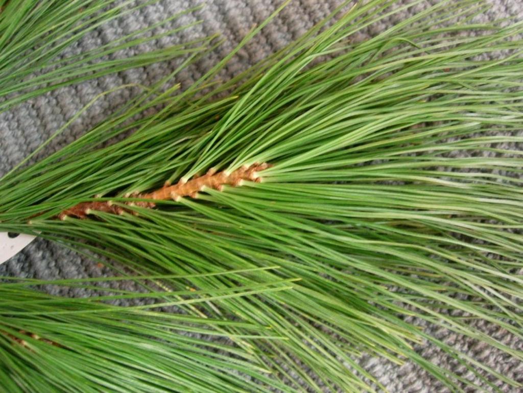 Pinus peuce 16 Makedonisk