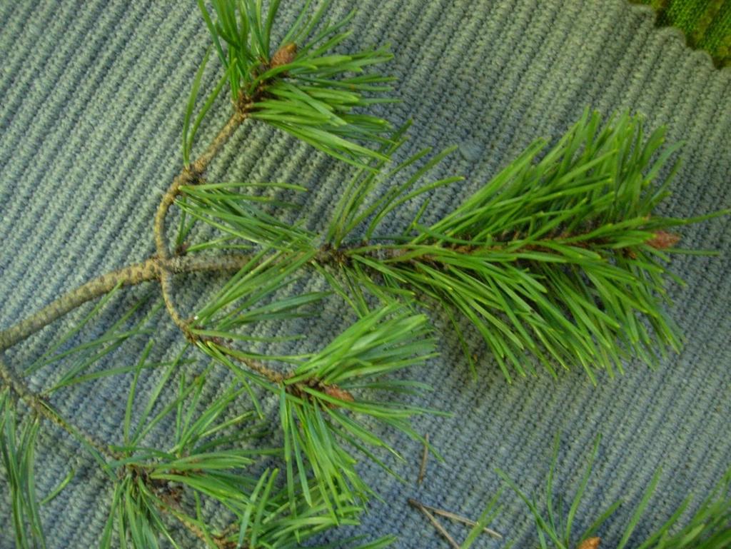 Pinus sylvestris 17 Tall Mänty Barren sitter två tillsammans på ett litet