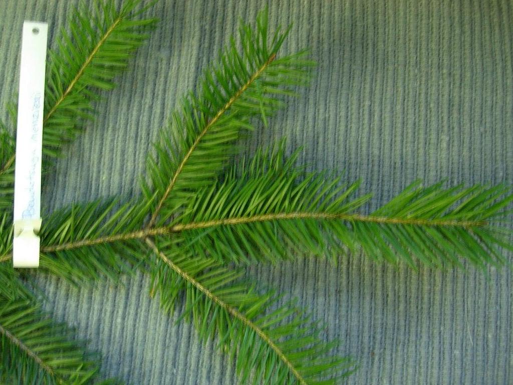 Pseudotsuga menziesii 18 Douglasgran Douglaskuusi