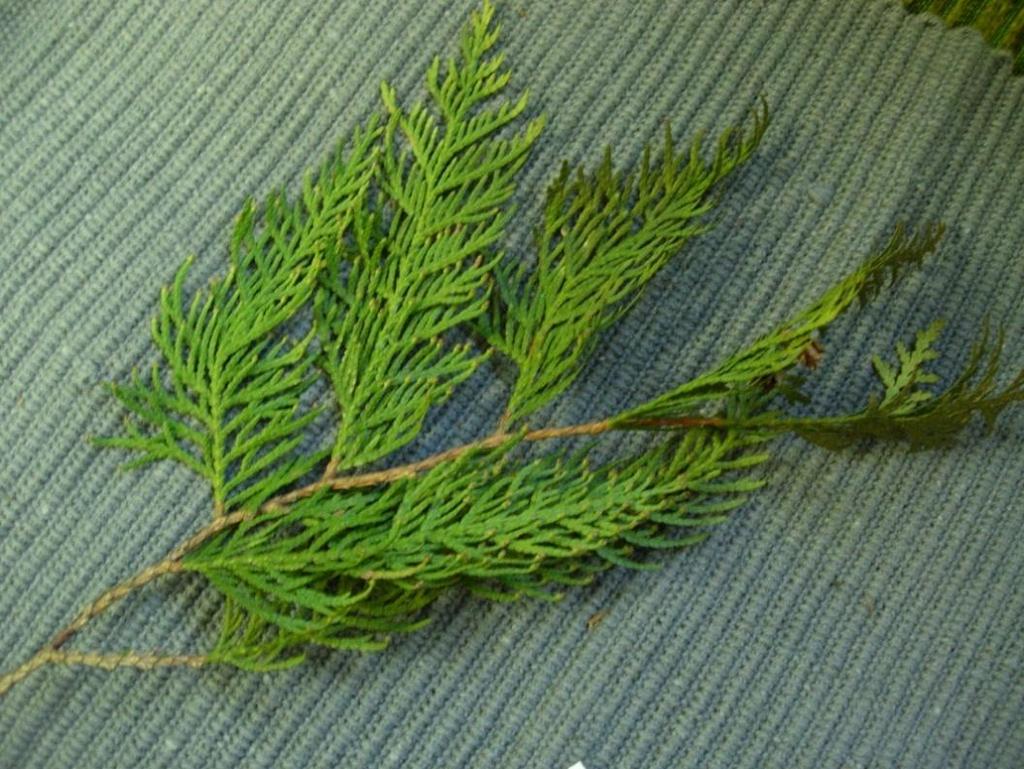 Thuja occidentalis 20 Tuja Kandantuija Ett