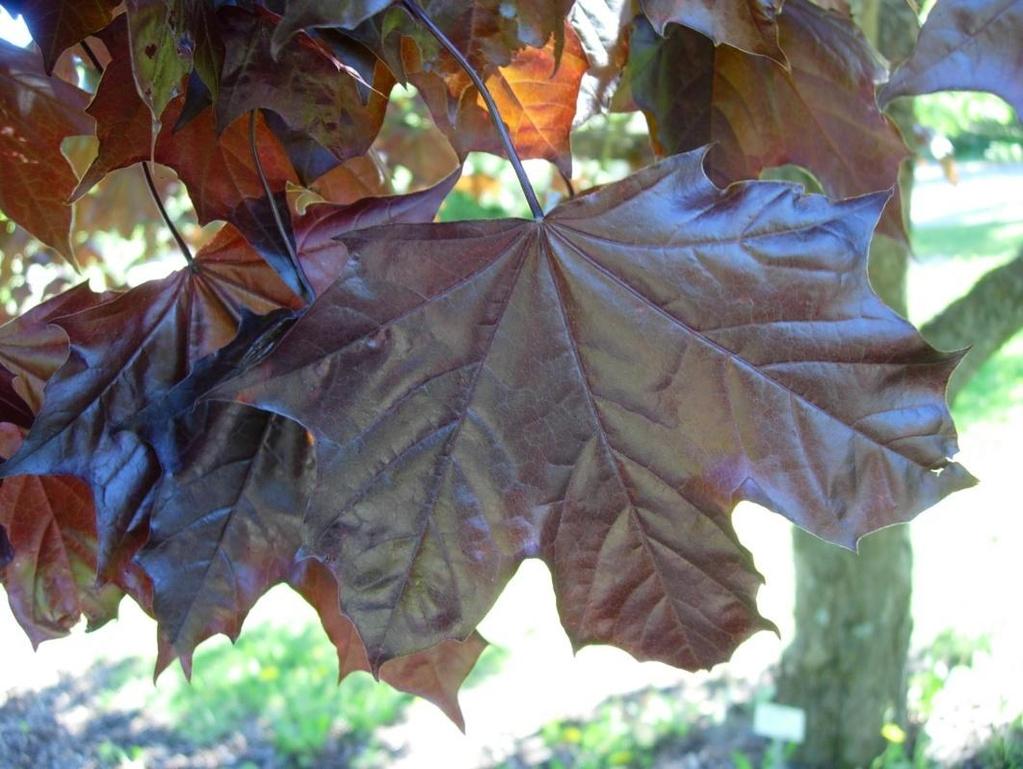 Acer platanoides Faassen s Black 22 Svartlönn Hurmevaahtera