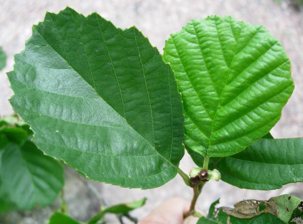 Alnus glutinosa 24 Klibbal Tervaleppä