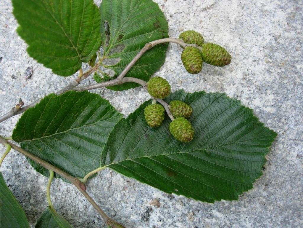 Alnus incana 25 Gråal