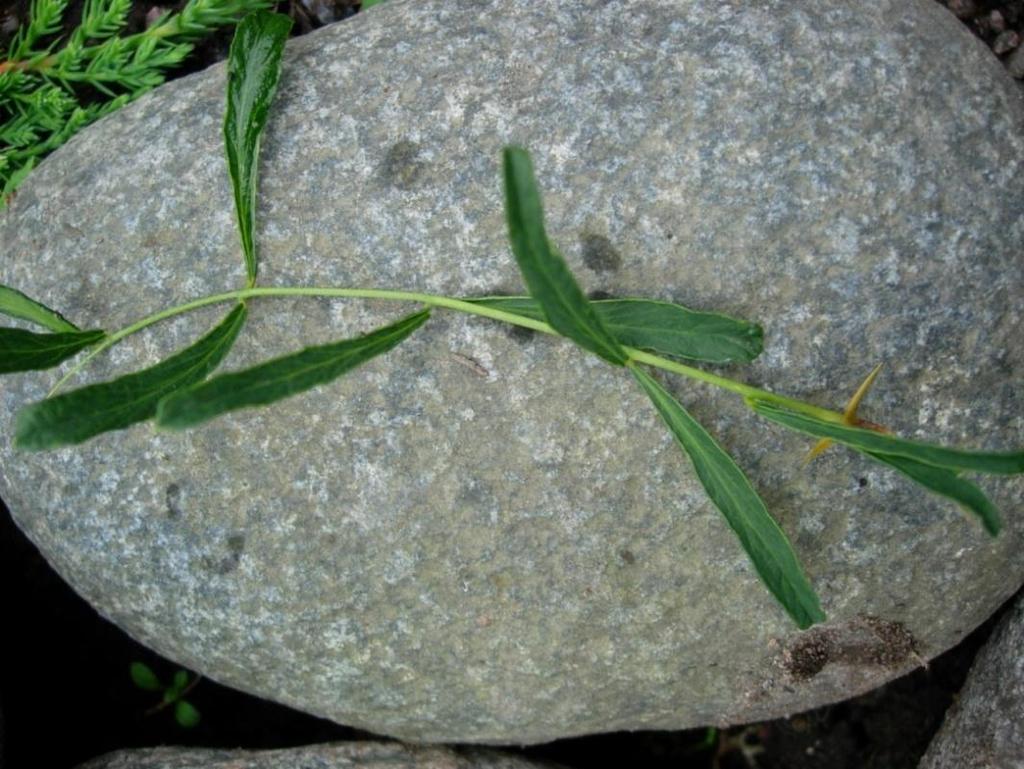 Caragana arborescens Walker 29