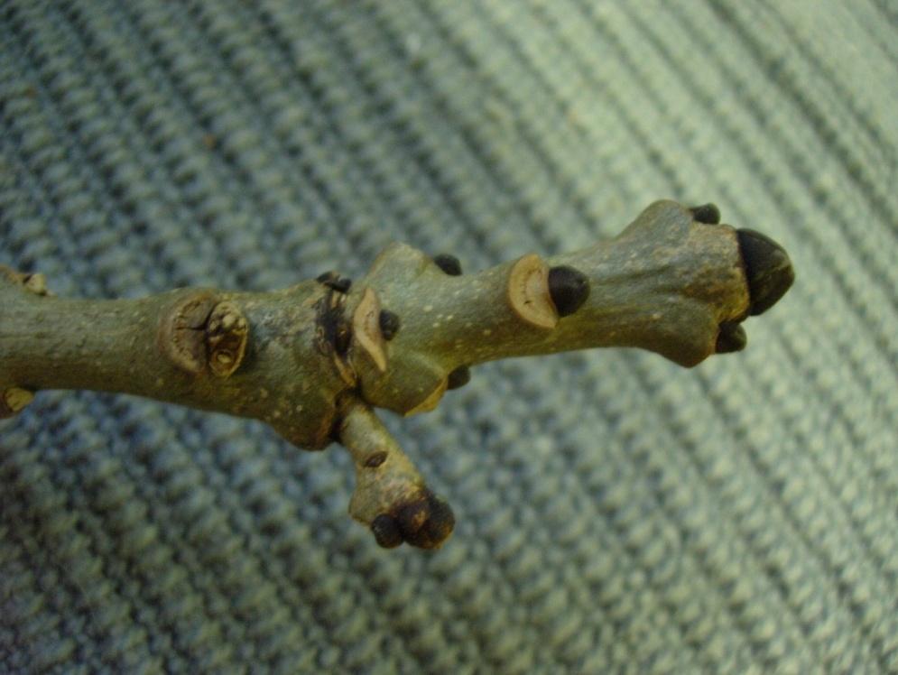 Fraxinus excelsior 31 Ask Saarni Bladen är stora,