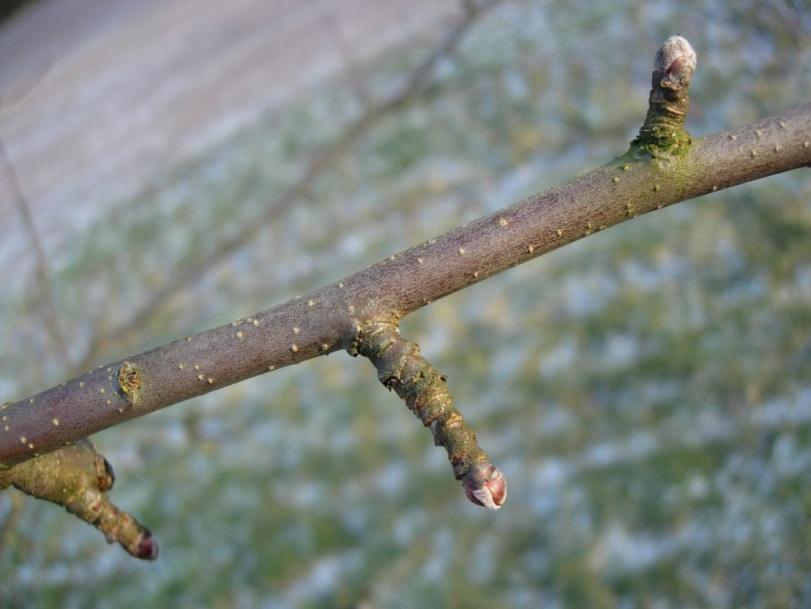 Malus domestica 32 Äpple