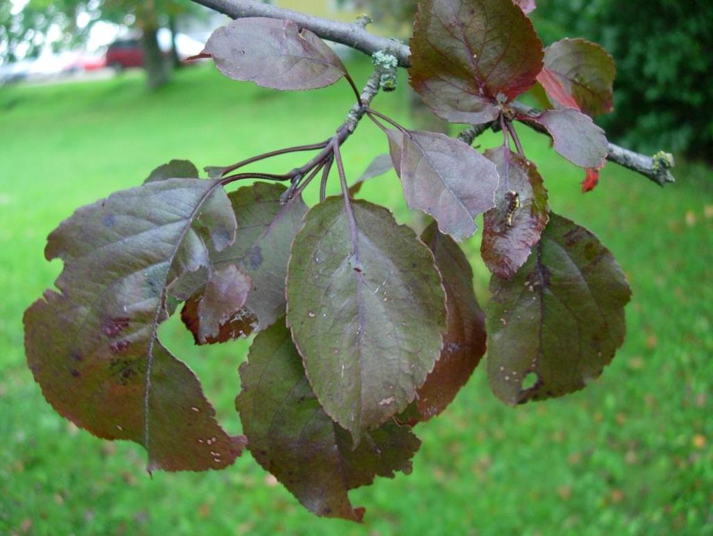 Malus Purpurea-gruppen Royalty 33