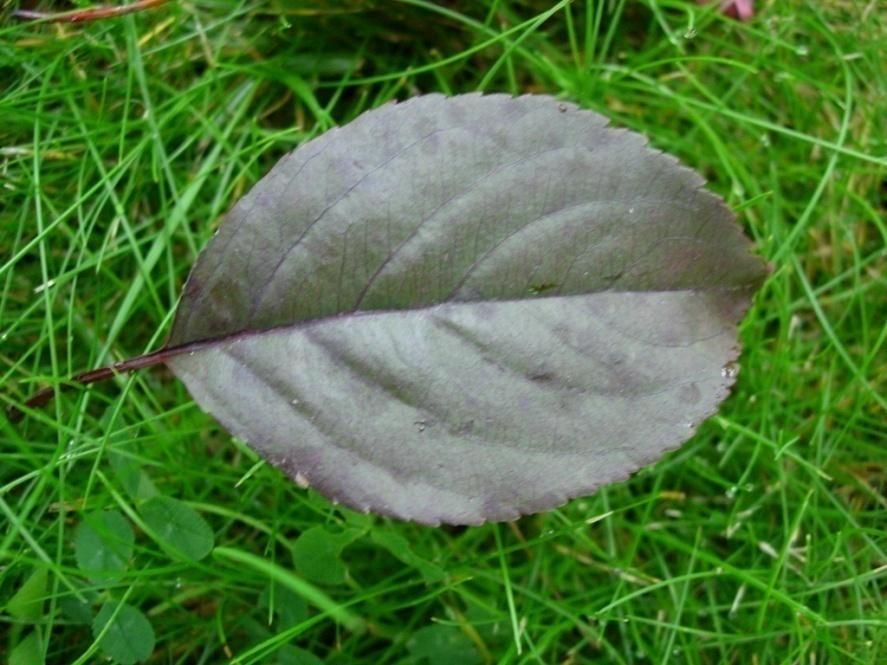 röda frukter.