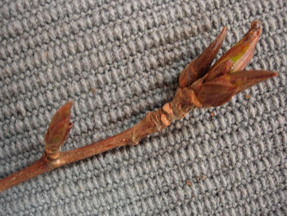 Populus balsamifera 34 Balsampoppel Palsamipoppeli