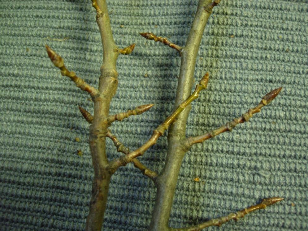 Populus tremula 35 Asp Metsähaapa Aspen har