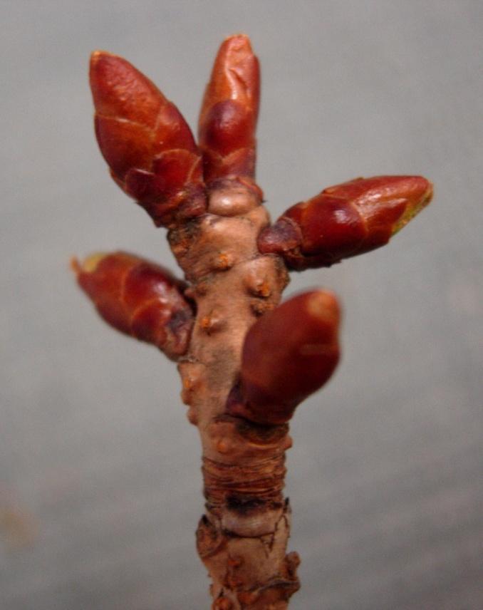 Prunus cerasus 37 Surkörsbär Hapankirsikka Blommar rikligt i